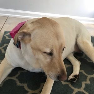 Meet your Posher, Susan